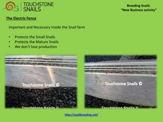 Breeding Snails “New Business activity” The Electric Fence Important and Necessary inside the Snail farm 
•Protects the Small Snails 
•Protects the Mature Snails 
•We don’t lose production http://snailbreeding.net/  