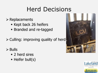 Herd Decisions
 Replacements
 Kept back 26 heifers
 Branded and re-tagged
 Culling: improving quality of herd
 Bulls
 2 herd sires
 Heifer bull(s)
 
