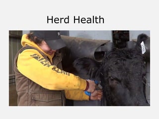 Herd Health
 