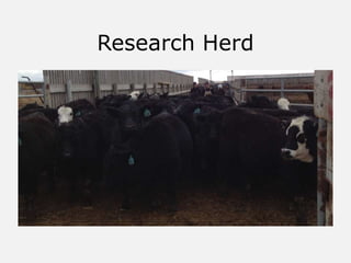 Research Herd
 