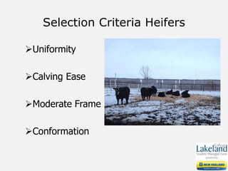 Selection Criteria Heifers
Uniformity
Calving Ease
Moderate Frame
Conformation
 