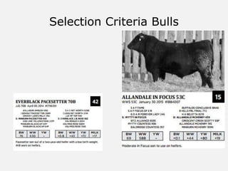 Selection Criteria Bulls
 