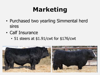 Marketing
• Purchased two yearling Simmental herd
sires
• Calf Insurance
• 51 steers at $1.91/cwt for $176/cwt
 