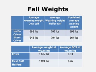 Fall Weights
Average
weaning weight
Cow calf
Average
Weaning weight
Heifer calf
Combined
average
weaning
weight
Heifer
Calves
686 lbs 702 lbs 695 lbs
Steer
Calves
648 lbs 704 lbs 664 lbs
Average weight at
weaning
Average BCS at
weaning
Cows 1376 lbs 2.93
First Calf
Heifers
1309 lbs 2.76
 