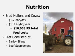 Nutrition
• Bred Heifers and Cows:
• $1.71/hd/day
• $132.45/hd/year
= $10,058.95 total
feed costs
• Diet Consisted of:
• Barley Silage
• Beef Supplement
 