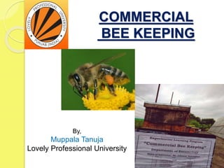 COMMERCIAL
BEE KEEPING
By,
Muppala Tanuja
Lovely Professional University
 