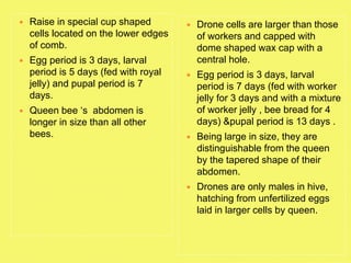  Raise in special cup shaped
cells located on the lower edges
of comb.
 Egg period is 3 days, larval
period is 5 days (fed with royal
jelly) and pupal period is 7
days.
 Queen bee ‘s abdomen is
longer in size than all other
bees.
 Drone cells are larger than those
of workers and capped with
dome shaped wax cap with a
central hole.
 Egg period is 3 days, larval
period is 7 days (fed with worker
jelly for 3 days and with a mixture
of worker jelly , bee bread for 4
days) &pupal period is 13 days .
 Being large in size, they are
distinguishable from the queen
by the tapered shape of their
abdomen.
 Drones are only males in hive,
hatching from unfertilized eggs
laid in larger cells by queen.
 