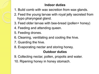 Indoor duties
1. Build comb with wax secretion from wax glands.
2. Feed the young larvae with royal jelly secreted from
hypo pharyngeal gland.
3. Feed older larvae with bee-bread (pollen+ honey)
4. Feeding and attending queen.
5. Feeding drones.
6. Cleaning, ventilating and cooling the hive.
7. Guarding the hive.
8. Evaporating nectar and storing honey.
Outdoor duties
9. Collecting nectar, pollen, propolis and water.
10. Ripening honey in honey stomach.
 