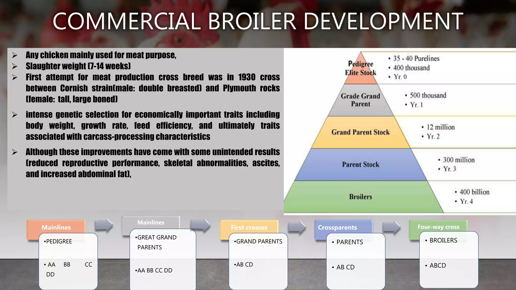 Commercial broiler development | PPTX