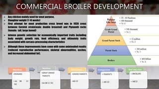 COMMERCIAL BROILER DEVELOPMENT
Mainlines
•PEDIGREE
• AA BB CC
DD
Mainlines
•GREAT GRAND
PARENTS
•AA BB CC DD
First crosses
•GRAND PARENTS
•AB CD
Crossparents
• PARENTS
• AB CD
Four-way cross
• BROILERS
• ABCD
 Any chicken mainly used for meat purpose,
 Slaughter weight (7-14 weeks)
 First attempt for meat production cross breed was in 1930 cross
between Cornish strain(male: double breasted) and Plymouth rocks
(female: tall, large boned)
 intense genetic selection for economically important traits including
body weight, growth rate, feed efficiency, and ultimately traits
associated with carcass-processing characteristics
 Although these improvements have come with some unintended results
(reduced reproductive performance, skeletal abnormalities, ascites,
and increased abdominal fat),
 