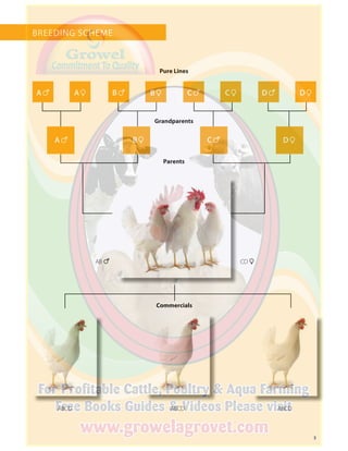 3
BREEDING SCHEME
ABCDABCD
Parents
Grandparents
Pure Lines
ABCD
Commercials
A 6
A 6
CD 1AB 6
B 6 C 6
C 6
D 6A 1 B 1
B 1
C 1 D 1
D 1
 
