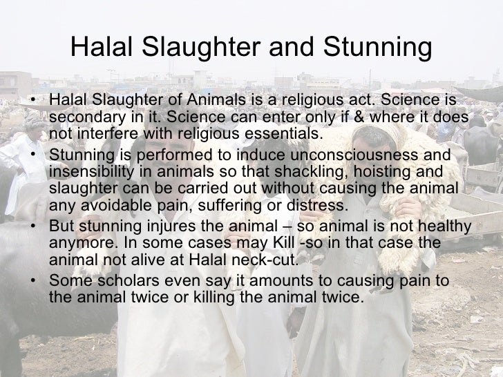 Halal Method Halal Slaughter Methods _ The Halal Slaughtering Process: Ensuring ...