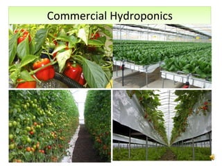 Commercial Hydroponics 12/09/11 Presentation is copyright of ISH, India 