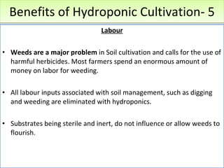 Benefits of Hydroponic Cultivation- 5 <ul><li>Labour </li></ul><ul><li>Weeds are a major problem  in Soil cultivation and ...