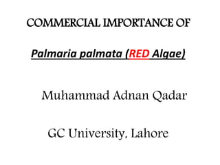 COMMERCIAL IMPORTANCE OF
Palmaria palmata (RED Algae)
Muhammad Adnan Qadar
GC University, Lahore
 
