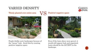 Thinly planted over entire area Positive/ negative space
VS
Even if the lawn above were gravel, it
would still appear lush and organized.
Lawn should be the ACCENT in the
landscape.
People dislike xeric landscapes because of
the “messy” look. Avoid this by creating
positive/ negative space.
 