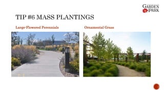 Large-Flowered Perennials Ornamental Grass
 