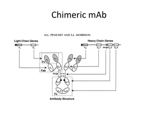 Commercial production of monoclonal antibodies & mABs produce by rdt | PPTX