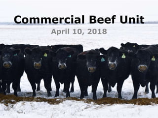 Commercial Beef Unit
April 10, 2018
 