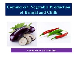 Commercial Vegetable Production
of Brinjal and Chilli
Speaker: P. M. Sankhla
 