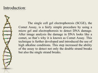 Commet Assay | PPT