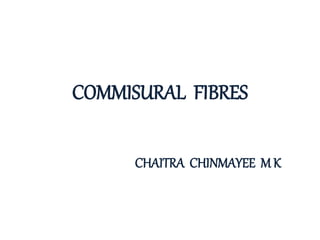 COMMISURAL FIBRES
CHAITRA CHINMAYEE M K
 