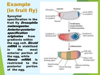 Fly Cells Commitment | PPTX