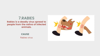 Rabies is a deadly virus spread to
people from the saliva of infected
animals.
7.RABIES
CAUSE
Rabies virus
 