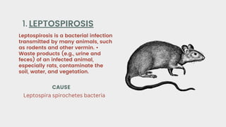 Leptospirosis is a bacterial infection
transmitted by many animals, such
as rodents and other vermin. •
Waste products (e.g., urine and
feces) of an infected animal,
especially rats, contaminate the
soil, water, and vegetation.
LEPTOSPIROSIS
1.
CAUSE
Leptospira spirochetes bacteria
 