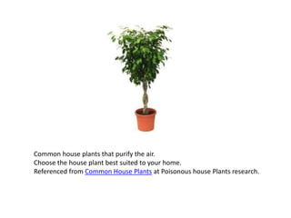 Common house plants that purify the air.
Choose the house plant best suited to your home.
Referenced from Common House Plants at Poisonous house Plants research.
 