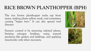Bph Infested Rice Comprehensive Guide to Common Insect Pests Affecting Major Philippine ...