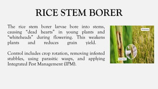 Pests Infested Rice Stem Comprehensive Guide to Common Insect Pests Affecting Major Philippine ...