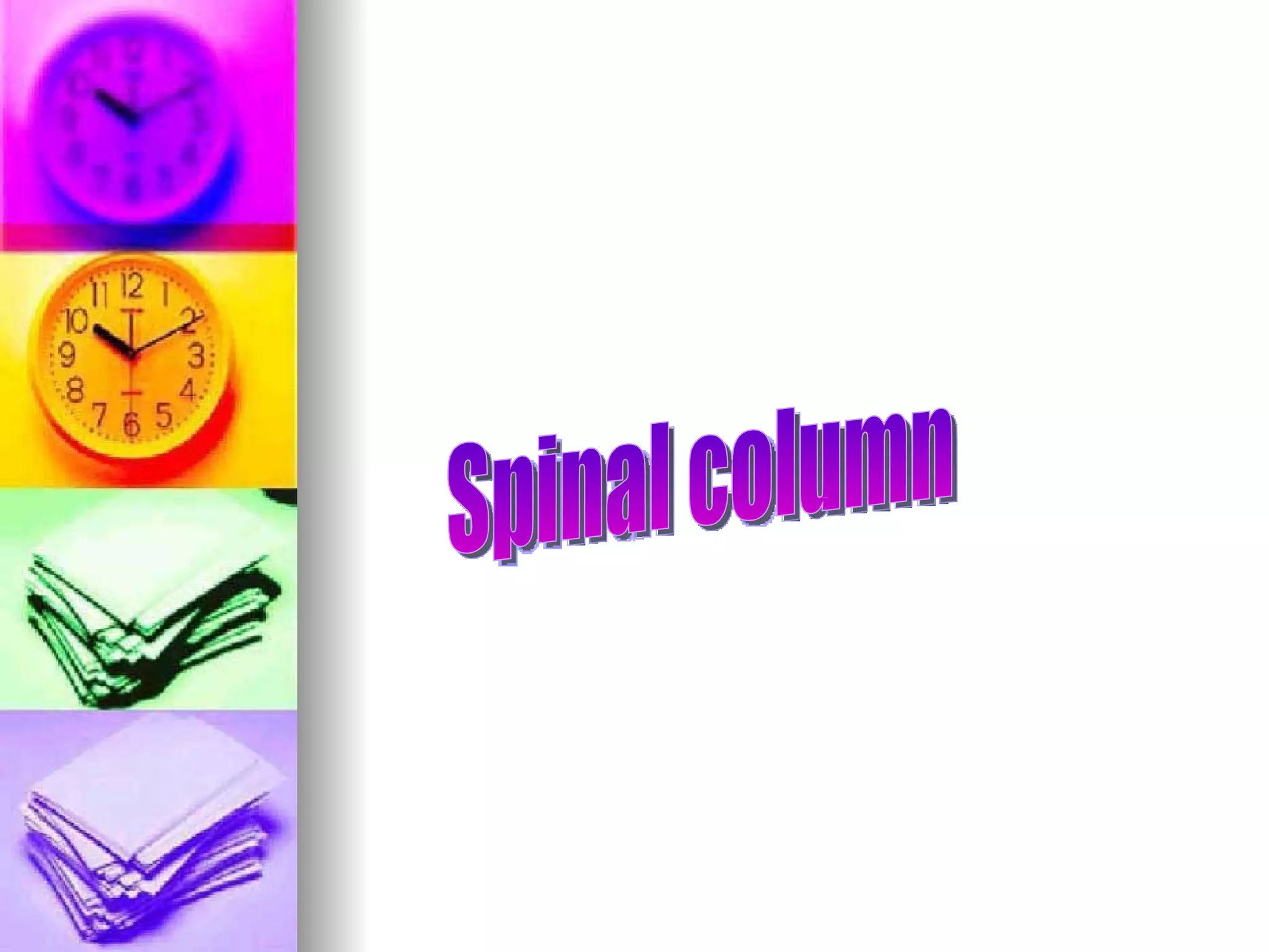Spinal column 