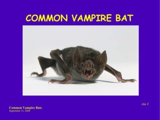 COMMON VAMPIRE BAT 