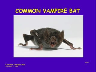 Common Vampire Bat Diet and Habits | PPT