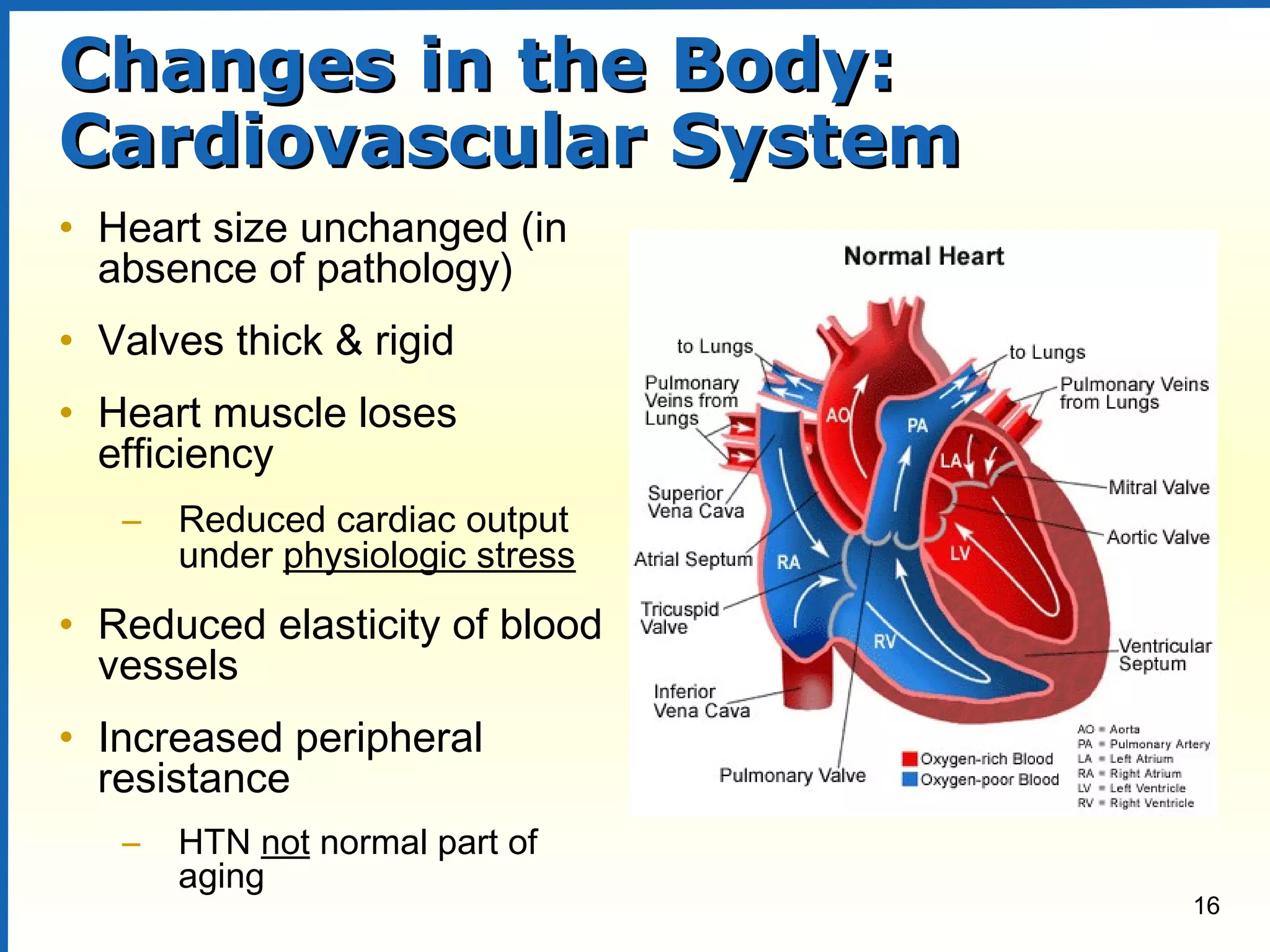16
Changes in the Body:Changes in the Body:
Cardiovascular SystemCardiovascular System
• Heart size unchanged (in
absence of pathology)
• Valves thick & rigid
• Heart muscle loses
efficiency
– Reduced cardiac output
under physiologic stress
• Reduced elasticity of blood
vessels
• Increased peripheral
resistance
– HTN not normal part of
aging
 