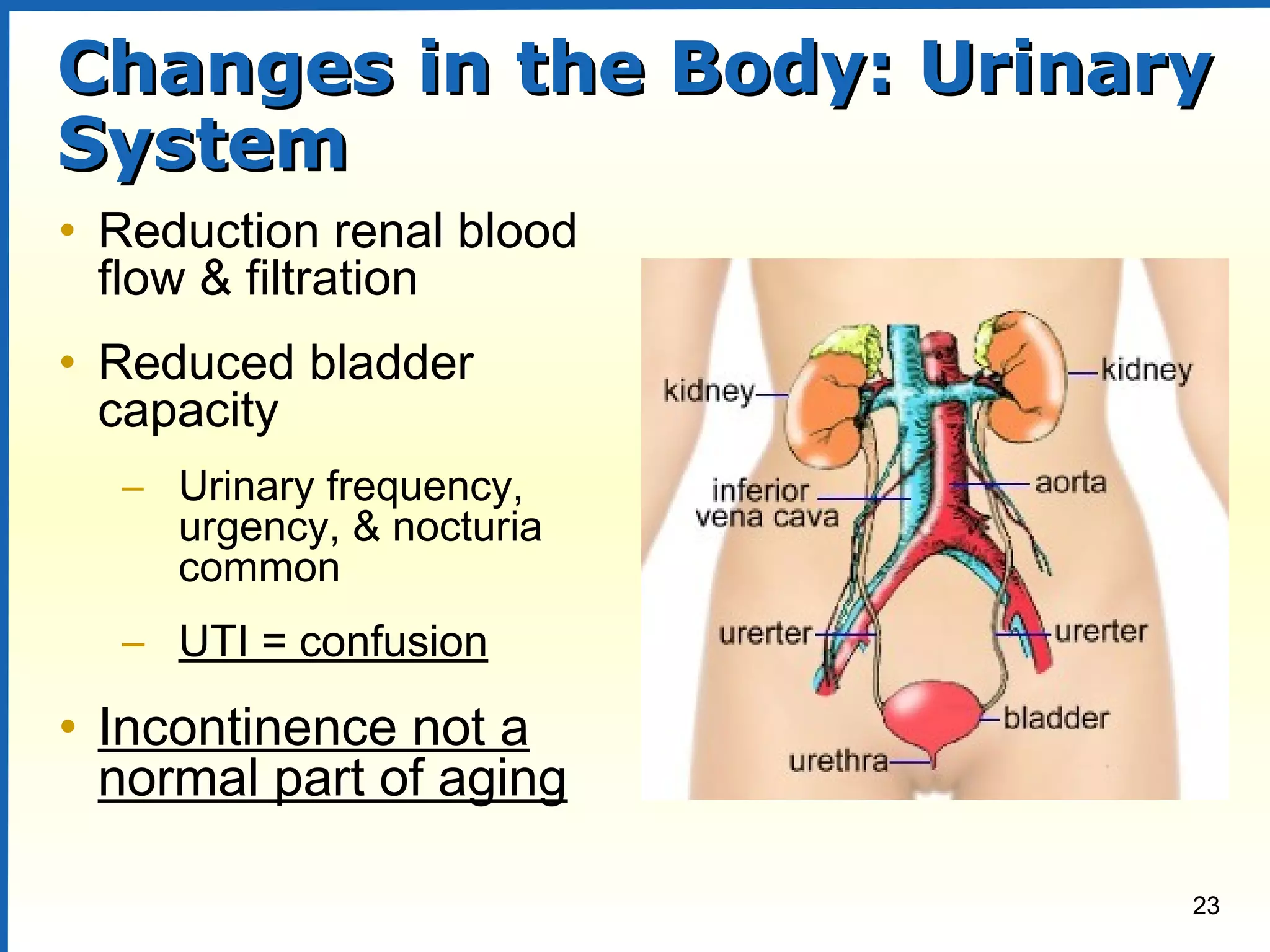 23
Changes in the Body: UrinaryChanges in the Body: Urinary
SystemSystem
• Reduction renal blood
flow & filtration
• Reduced bladder
capacity
– Urinary frequency,
urgency, & nocturia
common
– UTI = confusion
• Incontinence not a
normal part of aging
 