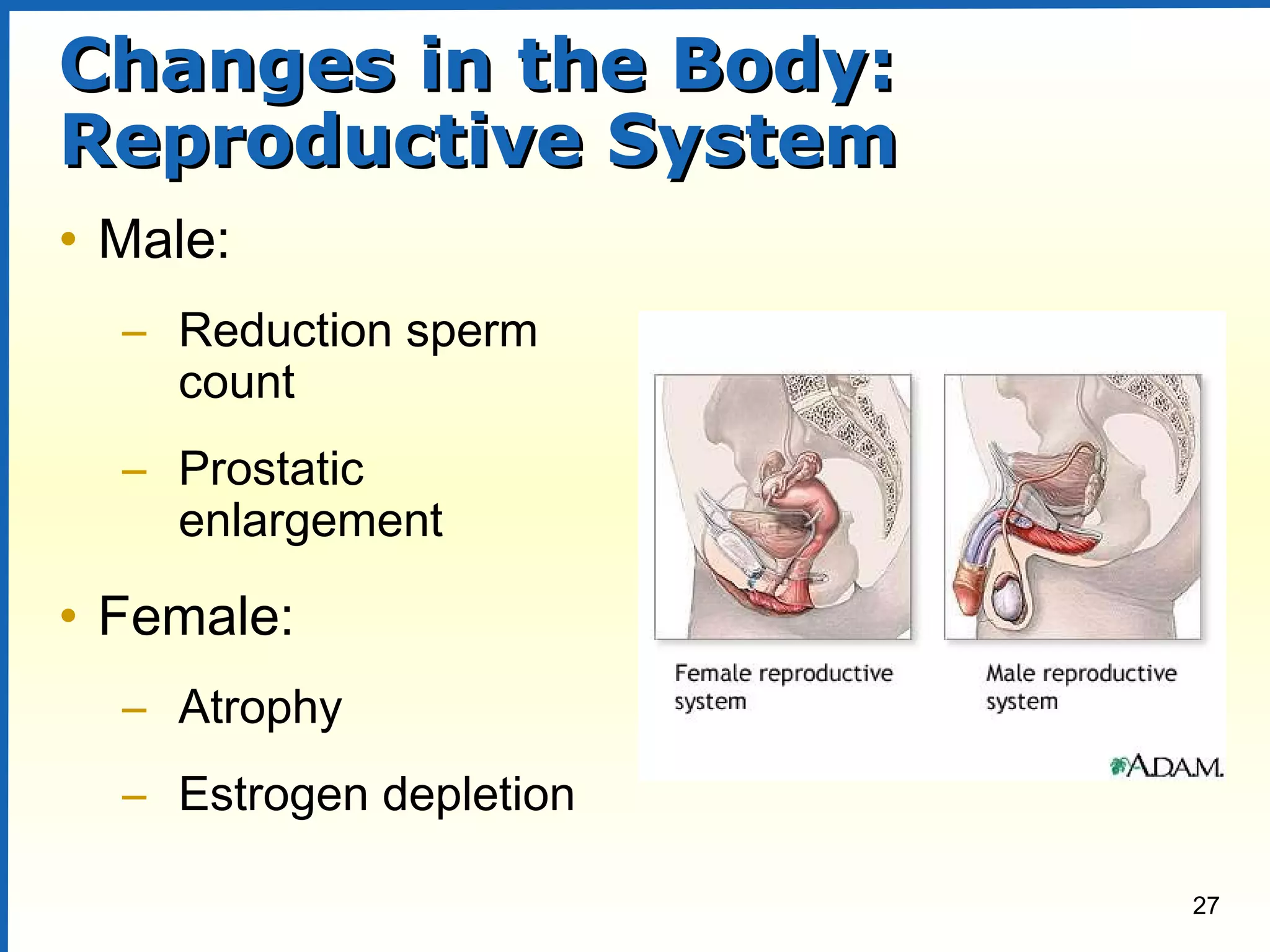 27
Changes in the Body:Changes in the Body:
Reproductive SystemReproductive System
• Male:
– Reduction sperm
count
– Prostatic
enlargement
• Female:
– Atrophy
– Estrogen depletion
 