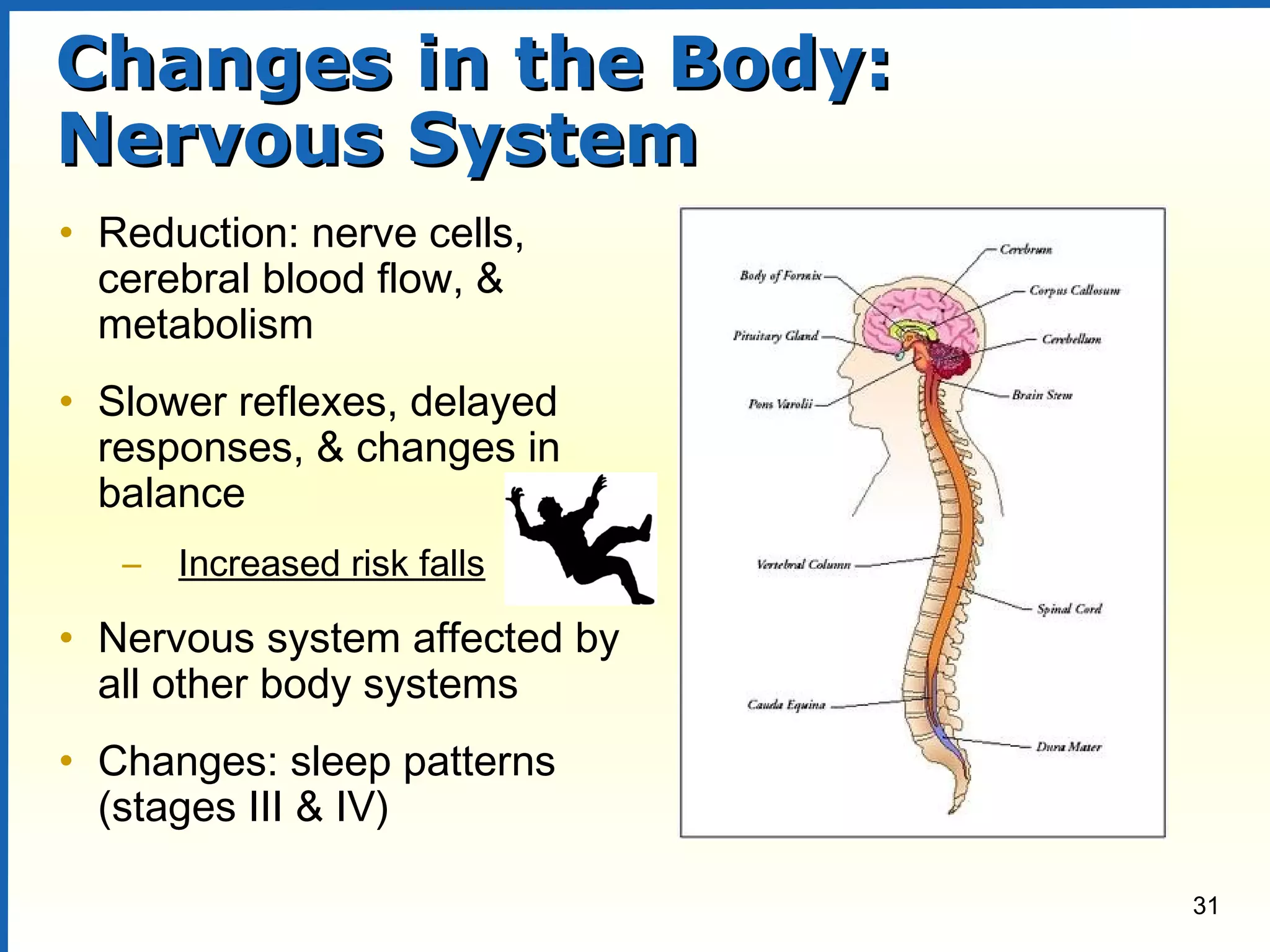 31
Changes in the Body:Changes in the Body:
Nervous SystemNervous System
• Reduction: nerve cells,
cerebral blood flow, &
metabolism
• Slower reflexes, delayed
responses, & changes in
balance
– Increased risk falls
• Nervous system affected by
all other body systems
• Changes: sleep patterns
(stages III & IV)
 