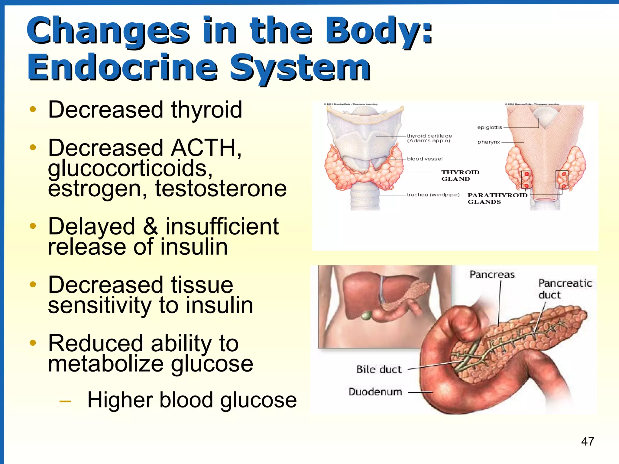 47
Changes in the Body:Changes in the Body:
Endocrine SystemEndocrine System
• Decreased thyroid
• Decreased ACTH,
glucocorticoids,
estrogen, testosterone
• Delayed & insufficient
release of insulin
• Decreased tissue
sensitivity to insulin
• Reduced ability to
metabolize glucose
– Higher blood glucose
 