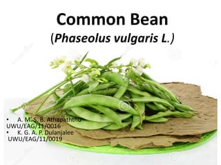 Common Bean
(Phaseolus vulgaris L.)
• A. M. S. B. Athapaththu
UWU/EAG/11/0016
• K. G. A. P. Dulanjalee
UWU/EAG/11/0019
 