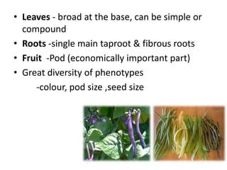 Common bean (Phaseolus vulgaris L.) | PPTX