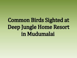 Common Birds Sighted at
Deep Jungle Home Resort
in Mudumalai

 