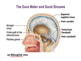……contd
 Massive subdural hemorrhage usually
results from tear of tentorium cerebelli
thereby opening up the straight sin...