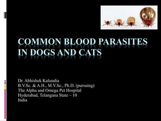 COMMON BLOOD PARASITES
IN DOGS AND CATS
Dr. Abhishek Kalundia
B.V.Sc. & A.H., M.V.Sc., Ph.D. (pursuing)
The Alpha and Omega Pet Hospital
Hyderabad, Telangana State – 10
India
 