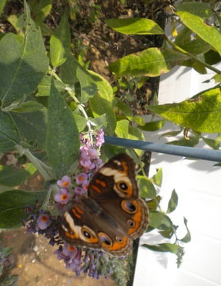 Common Buckeye on Variegated Butterfly Bush