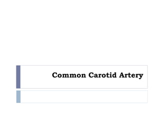 Common Carotid Artery
 