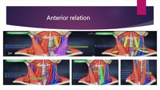 Anterior relation
 