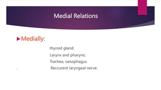 Medial Relations
Medially:
thyroid gland.
Larynx and pharynx;
Trachea, oesophagus
. Reccurent laryngeal nerve.
 