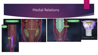 Medial Relations
 